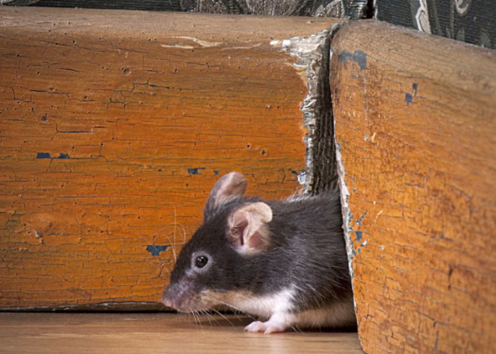 Ini Cara Mengeluarkan Tikus yang Bersembunyi di Rumah, Cuma Pakai Makanan dan 3 Bahan Alami