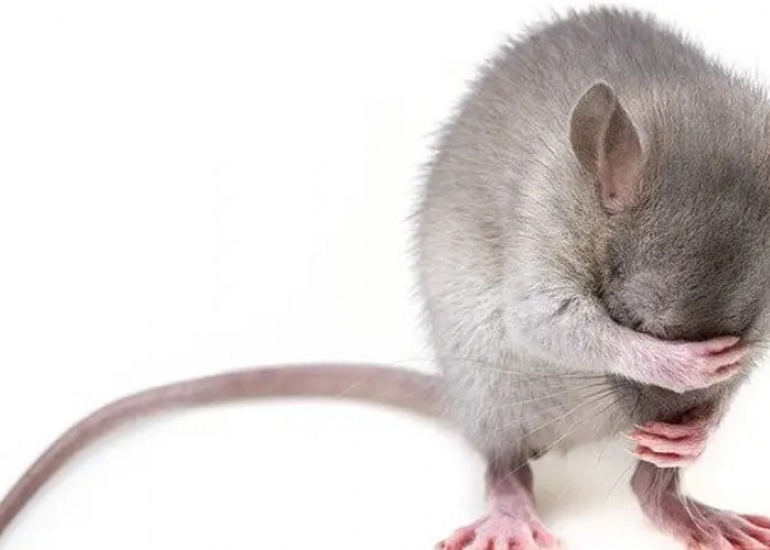 Agar Tikut Tidak Beranak-pinak, Berikut: 5 Cara Mudah Mengetahi Keberadaan Tikus, Bikin Tikus Mudah Ditangkap!
