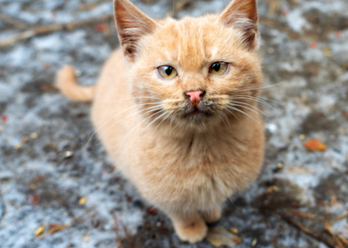 Apakah Dosa Membuang Kucing Peliharaan Menurut Pandangan Islam, Ini Hadits dan Dalilnya