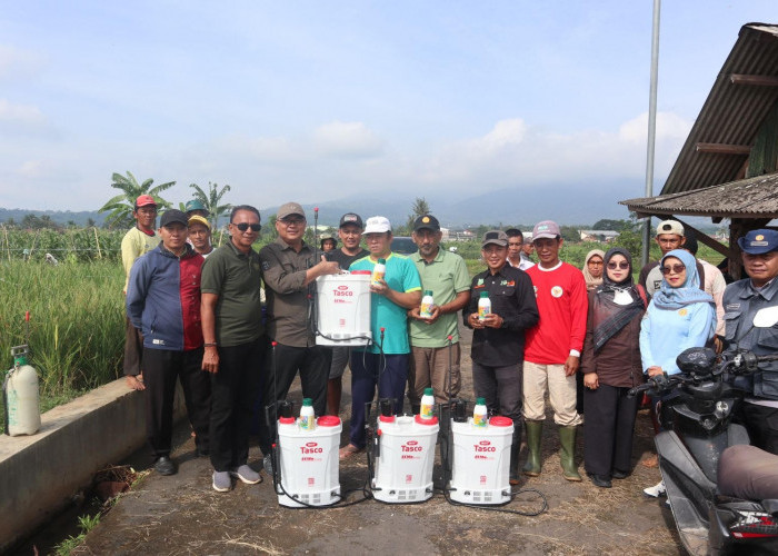 Penyakit Tungro Serang Petani Padi di Kuningan, Ini Langkah Diskatan 