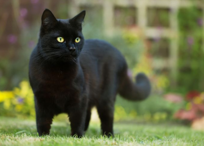 5 Macam Warna Kucing Pembawa Rezeki pada Pemiliknya, Apakah Kucing Peliharaan Kamu Termasuk?