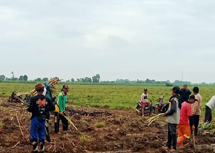 Pemkab Majalengka Targetkan Swasembada Gula, Ini yang Dilakukan