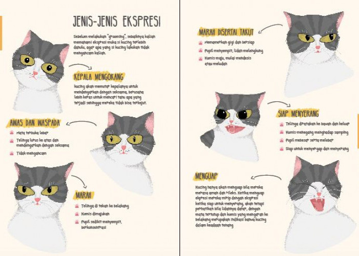 UNIK! Kenali 5 Cara Komunikasi Kucing Melalui Gerakan Telinga yang Penuh Makna, yang Masih Jarang Diketahui!