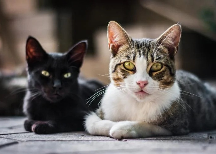 6 Jenis dan Karakter Kucing Terpopuler untuk Dipelihara, Ternyata Memiliki Jiwa Penuh Kasih Sayang dan Penurut