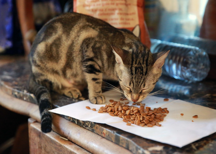 Disukai Anabul, 3 Resep dan Cara membuat Makanan Kucing Kering Sendiri, Tidak Pakai Oven