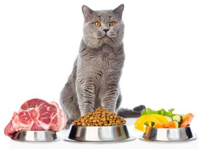 Berbahaya! Hindari Memberikan 7 Jenis Makanan Ini Pada Kucing Bisa Keracunan