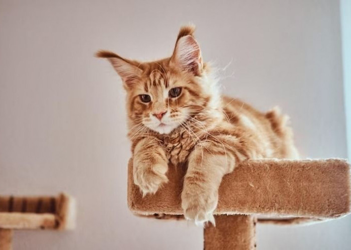 5 Sikap Kucing Peliharaan Mencintai Pemiliknya, Harus diketahui Pecinta Anabul agar Lebih Peka! Ayo Lebih Peka