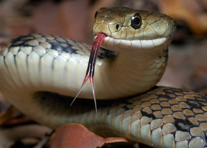 Ternyata Ini Alasan Kenapa Lidah Ular Bercabang Dua, Sama dengan Hewan Reptil Lainnya!