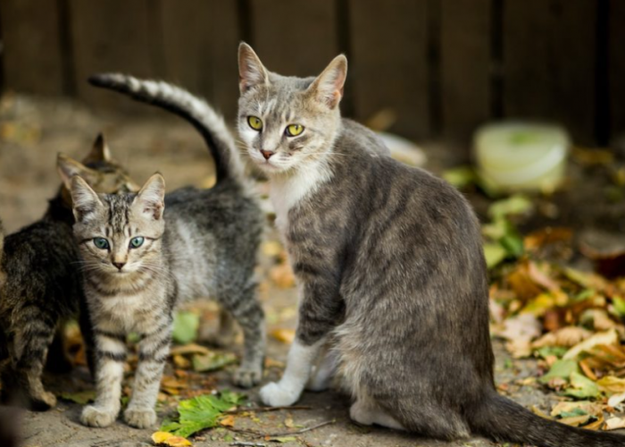 Tidak Mau Dijodohkan Sesama Ras, Benarkah Kucing Ras Suka Kawin dengan Kucing Kampung? Ini Kata Ahli