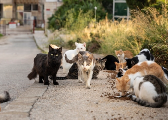 Surga untuk Catlovers, 5 Urutan Negara dengan Populasi Kucing Liar Terbanyak di Tahun 2024