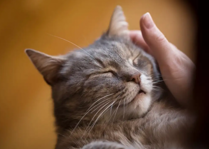 Apakah Kucing Sayang dengan Kita? Berikut 5 Tanda yang Perlu Diperhatikan Catlovers