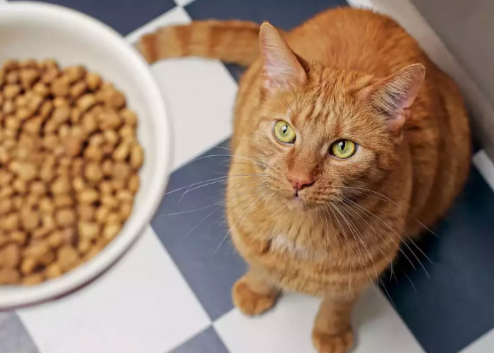 Makin Gemoy! Ini 4 Rekomendasi Merek Makanan yang Menggemukan Kucing dengan Efektif