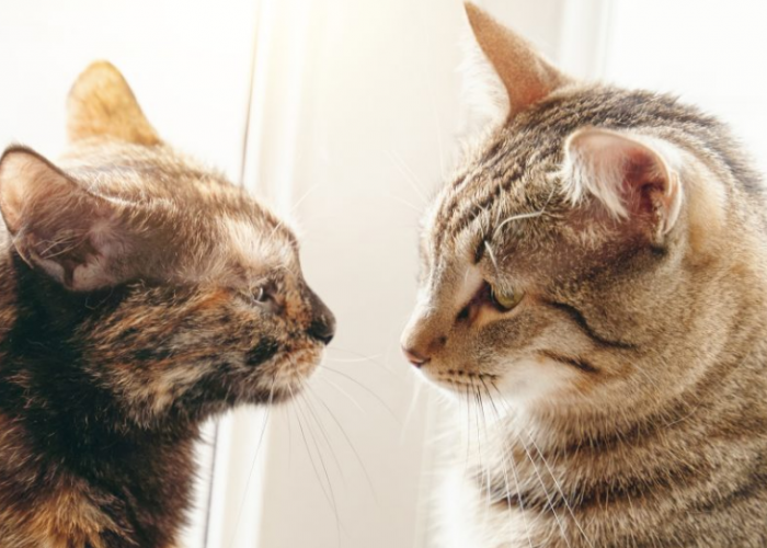 3 Cara Untuk Mengetahui Umur Kucing, Mulai dari Fisik Hingga Kepribadian!