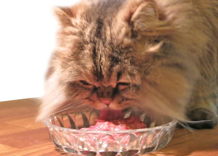 Tak Perlu Beli, 5 Resep Cara Membuat Makanan untuk Kucing Ras di Rumah, Bisa Pakai Agar-agar dan Puding Lho!