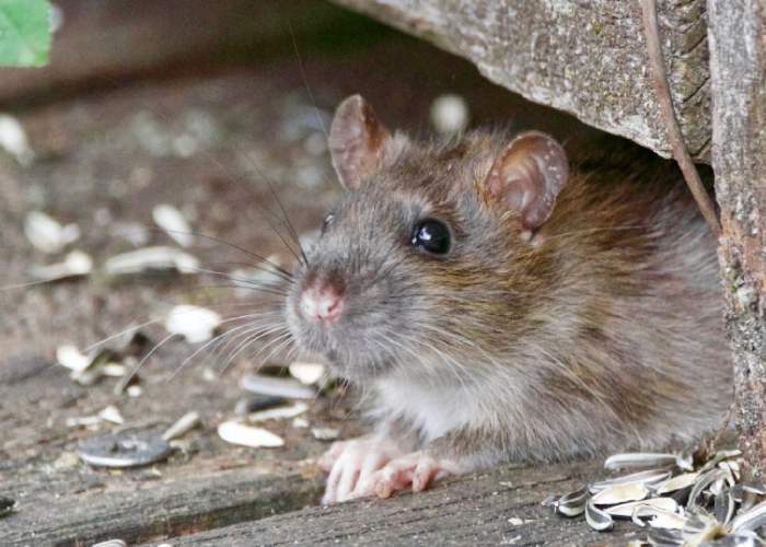 5 Cara Efektif Mengusir Tikus dari Plafon Rumah