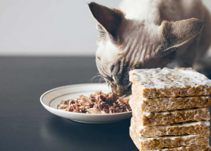 Bikin Anabul Tambah Gembul, 3 Cara Membuat Makanan Kucing Basah yang Bernutrisi dari Bahan Seadanya