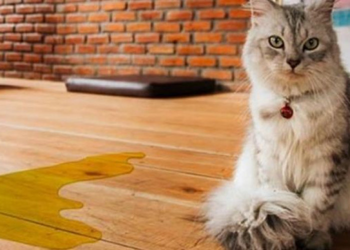 Bahaya Urin Kucing Bagi Kesehatan Manusia Yang Jarang Diketahui, Apa Saja?