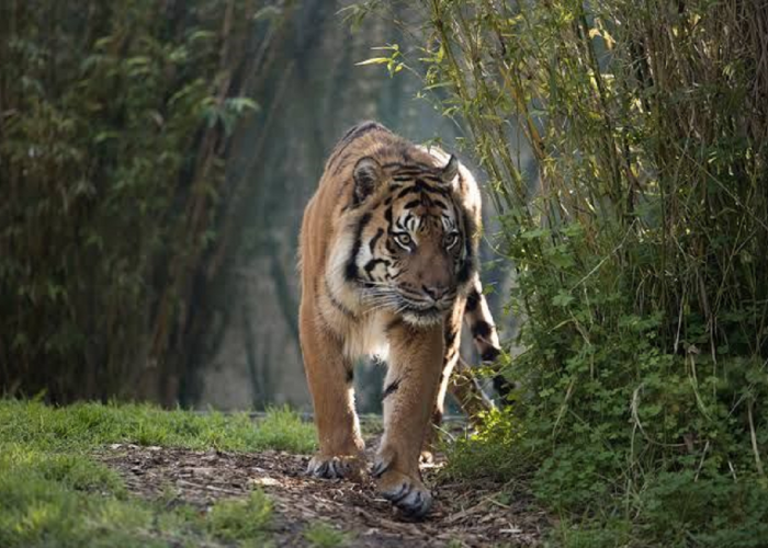 Sudah Lama Punah Lalu Kemudian Terindikasi Ditemukan Kembali, Begini Fakta Menarik Seputar Harimau Jawa