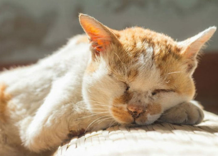 Waspada! 4 Jenis Penyakit yang Sering Menyerang Kucing, Pemilik Kucing Wajib Tahu!