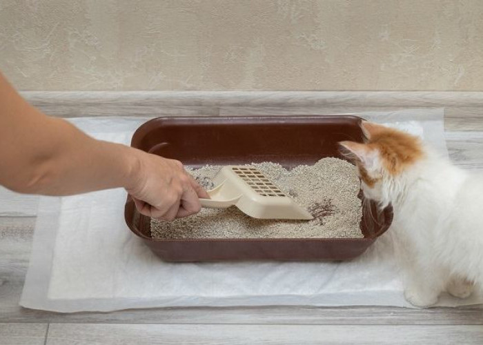 Rumah Bebas Bau! Inilah 5 Bahan Alami untuk Menghilangkan Bau Kotoran Kucing, Bisa Dengan Bubuk Kopi