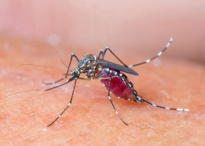 Pembawa Penyakit Mematikan! Inilah Jenis Nyamuk yang Berbahaya dan Perlu Diwaspadai Keberadaannya