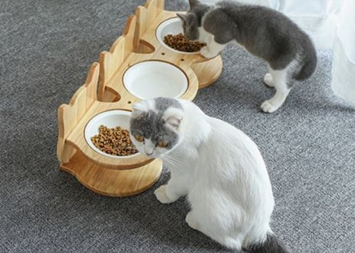 Inilah 4 Poin Penting Yang Perlu Diketahui Sebelum Memberi Makan Kucing Yang Tepat Sesuai Dengan Usianya
