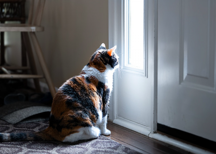 5 Ciri Kucing Sedang Tidak Bahagia, Bisa Dilihat Dari Gestur Tubuhnya yang Tidak Biasa