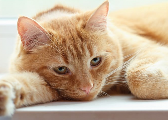 5 Tanda Kucing Meminta Tolong Pada Pemiliknya, yang Mungkin Kamu Sepelekan!