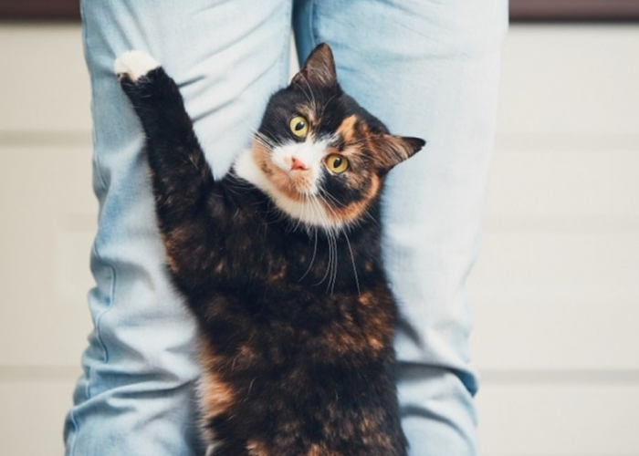 Berikut 5 Cara Merawat Kucing agar Hidup Lebih Lama, Anabul Jadi Panjang Umur