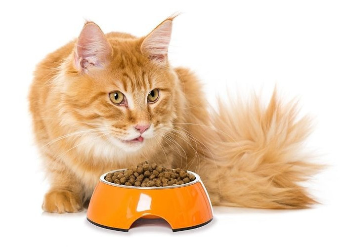 Bikin Malu Jika Pecinta Anabul Tidak Tahu Ini! Kenapa Kucing Suka Meminta Makan Walau Belum Habis? 
