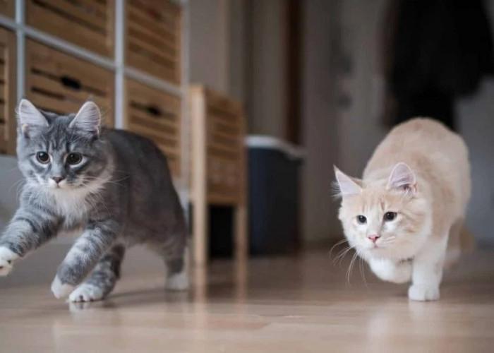 Waspada Jangan Biarkan Kucing Kabur dan Inilah 5 Alasan Kucing Kabur dari Rumah yang Harus Diketahui!