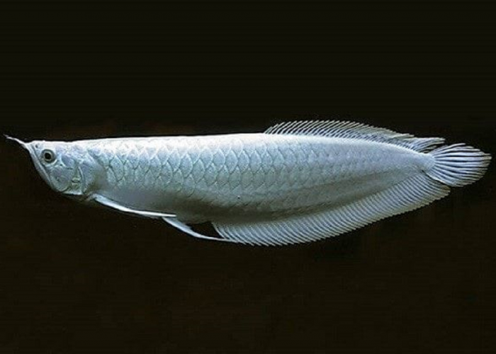Ingin Pelihara Arwana? Ini Dia Daftar Jenis Ikan Arwana Dari yang Termurah Hingga yang Termahal