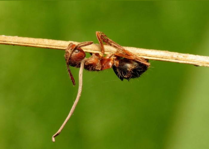 Jarang Diketahui, Ternyata ini 5 Peran Semut dalam Ekosistem