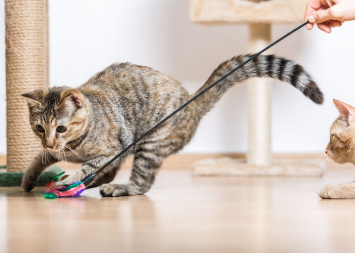 Jangan Dicuekin, Inilah 7 Manfaat Bermain Dengan Kucing Peliharaan di Rumah, Biar Anabul Betah di Rumah