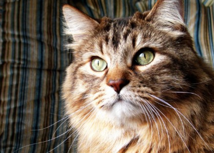 Ampuh Bikin Gemoy! Berikut 4 Cara Menggemukan Kucing Kampung yang Ideal dan Sehat