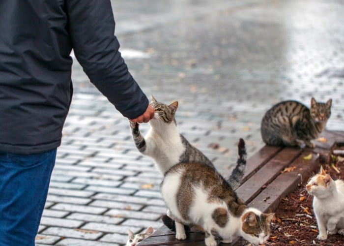 Ternyata Ini 6 Alasan Kenapa Kucing Liar Suka Mencuri Makanan dari Manusia, Salah Satunya karena Gabut