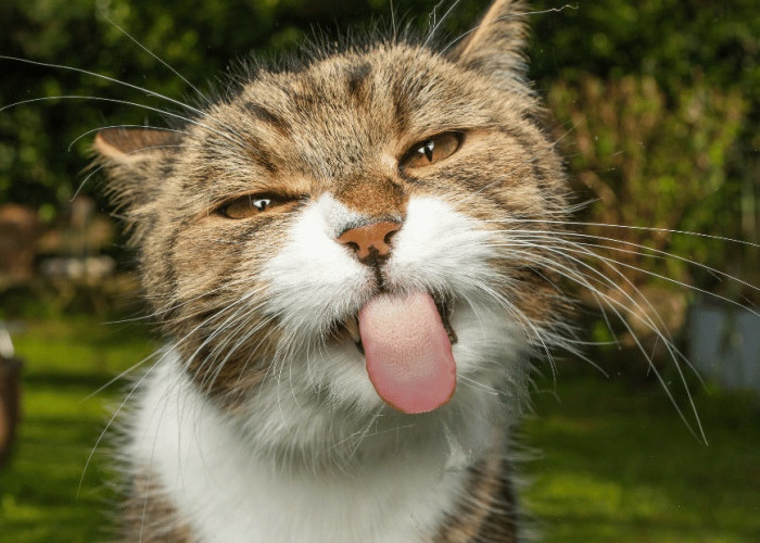 Ini Dia 5 Tanda-tanda Kucing Liar Merasa Aman dan Nyaman di Lingkungan Anda! Bisa Jadi Kucing Ingin Dipelihara