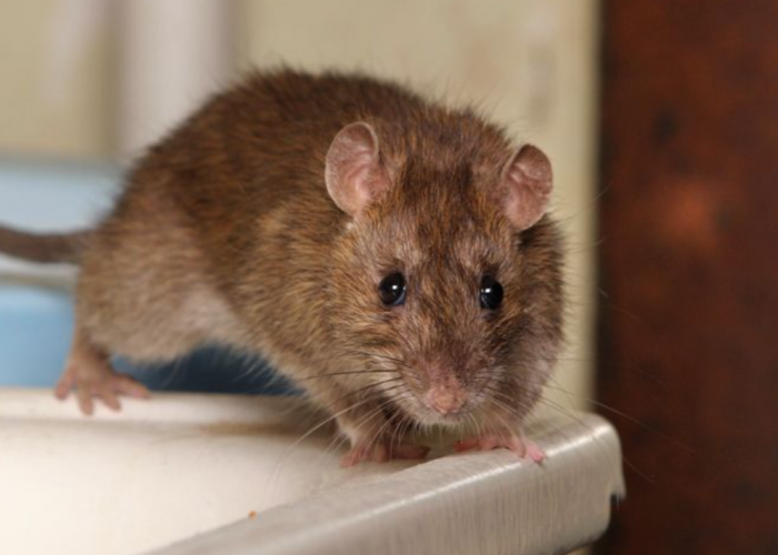 Suka Ada Tikus di Kamar Mandi? Simak 3 Cara Mencegah Tikus Keluar dari Saluran Pembuangan Air