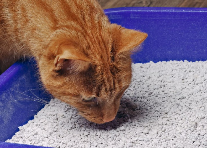 6 Kesalahan Pemula Saat Menyediakan Kotak Pasir Untuk Kucing Peliharaan, Simak Selengkapnya Disini!
