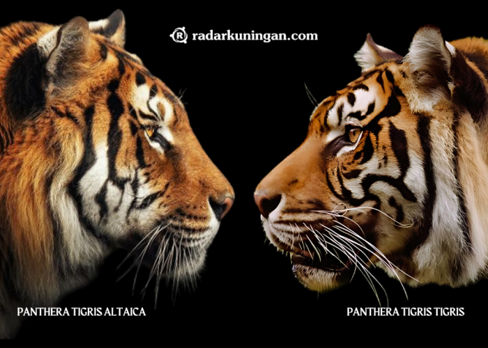 Serupa Tapi Tak Sama, Ini Dia Perbedaan Harimau Siberia dan Juga Harimau Bengal yang Perlu Anda Ketahui