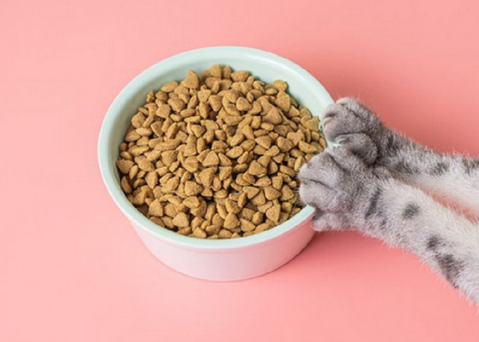 Buat Kucing Lebih Gemoy, Ini Dia 5 Rekomendasi Makanan Kucing Harga Bersahabat Di Kantong, Yuk Simak