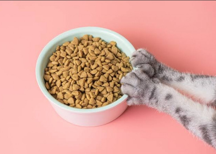 4 Tips Memilih Makanan Kucing Murah Namun Tetap Memenuhi Nutrisi Anabul