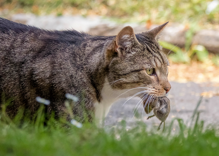 Punya Arti Mulia! Berikut 3 Alasan Kucing Kampung Membawa Bangkai Hewan Seperti Tikus ke Rumah