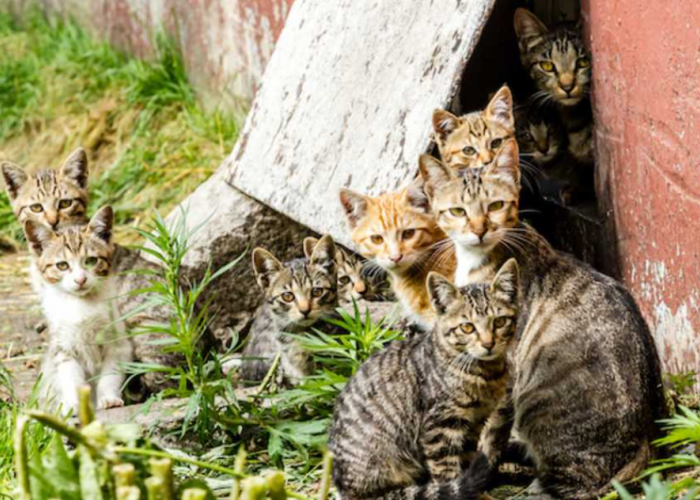 Ternyata Ini 3 Alasan Kenapa Tiba-Tiba Banyak Kucing Liar di Rumah Anda, Sekali Lahir Langsung Banyak