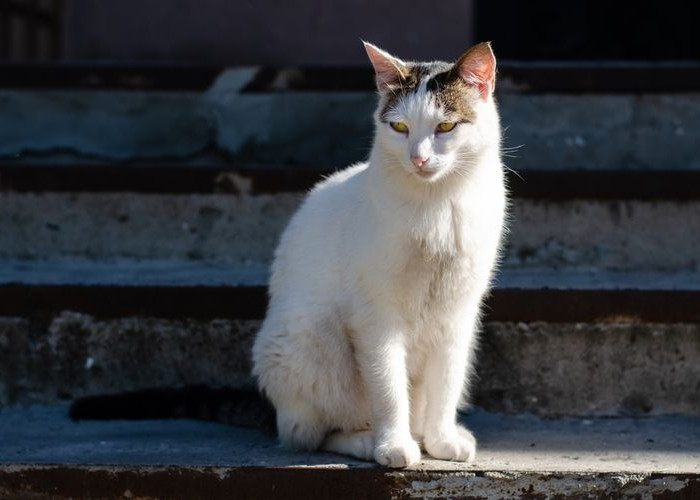 Kenapa Kucing Liar Suka Mendatangi Rumah? Ini Dia 4 Jawaban Dari Pertanyaan Tersebut, Ketahui Yu!