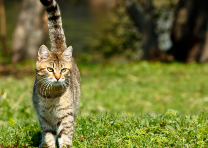 Kenapa Kucing Kampung Sering Mendekati Kita? Ini 4 Tanda Kucing Menyukai Kita, yang Perlu Kamu Ketahui