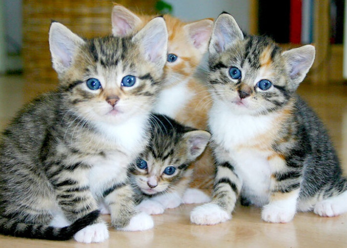 Kucing Bisa Ucap Terima Kasih? Inilah 4 Tanda Kucing Berterima Kasih Kepada Pemiliknya yang Jarang Diketahui