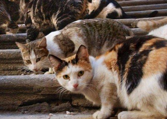 Inilah Hukum Membuang Kucing Dalam Islam dengan Sengaja, Awas! Jangan Asal Buang Kucing Bisa Dosa