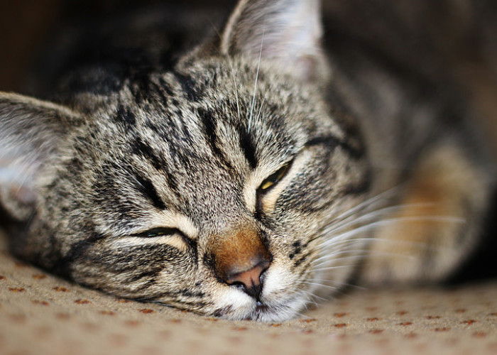 Pemilik Kucing Harus Peka! Ini 6 Ciri Kucing Sakit, Bisa Dilihat Dari Perubahan Perilaku dan Penampilan Anabul