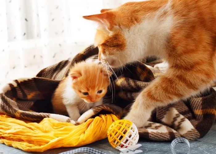 Penjelasan Kenapa Induk Kucing Memakan Anaknya, Beserta 3 Cara Untuk Menghindarinya!